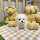 즐거운우리집 | 세종강아지분양 즐거운 우리집