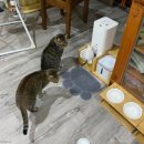 뽀시래기 이미지