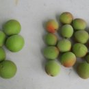 새뜸농장 이미지