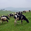 새삼목장 이미지