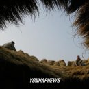 그리움 무 이미지