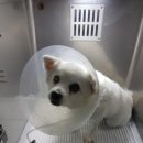 초읍동물병원 이미지