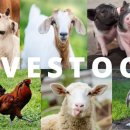 Will a new livestock worrying law reduce attacks? 이미지