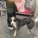 동물농장 애견전문 미용실 이미지