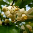 하귤소담 이미지