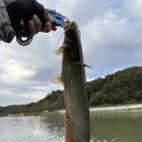 월산낚시터(월산저수지) 이미지