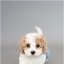 하얀강아지&고양이 이미지