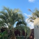 흙이랑 나무랑 | 랑카위 협재 | 제주 단독 수영장에 야외 자쿠지까지 완벽했던 숙소 나만 알고 싶은 풀빌라 추천