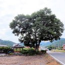 당산1리 이미지