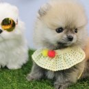 안녕 댕댕아 이미지