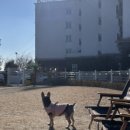 해돋이 가자 애견펜션 이미지