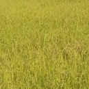 노안삼도로 이미지