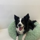 멍글하우스 이미지