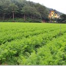 매산농장 이미지