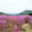 제216차 대구 비슬산 정기산행 이미지