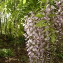 7월 9일의 꽃은 '등(등나무, Common wisteria)' 이미지