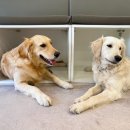 두류댕댕 이미지