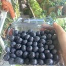 정순농산물 | 친절한 정순씨 블루베리생과 후기