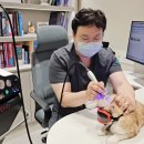 숲속동물병원 | 성수숲속피부과동물병원 조대희 대표원장, 오로레이저 관련 인터뷰 게재