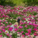 임실 옥정호 작약꽃밭 5월 꽃구경 가볼만한곳