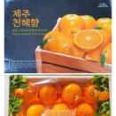 깨롱이 | 제주 특상품 천혜향 올해 마지막 앵콜 판매❤️