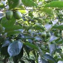 장준농장 이미지