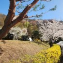 자유수호평화박물관 | [경기 동두천] <자유수호평화박물관> 벚꽃놀이 실시간