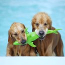 쇼독(Show dog) 이미지