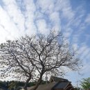 오동나무민박 이미지