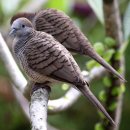 줄무늬 비둘기(Zebra Dove) 이미지