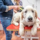 오뜨동물의료센터 이미지