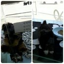 러브펫 멀티펫샵(오산 궐동점) | 오산 궐동 애견샾..다녀왔어용~!