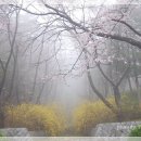 장복산길 이미지