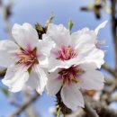 아몬드(Almond)