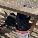 도연목장 이미지