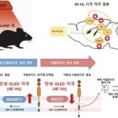 [2025 DAILY PICK 제202호] 'KAIST, 적색 OLED로 아밀로이드 베타 감소 확인...치매 기억력 되돌렸다' 등 이미지