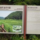 함안 대송리 늪지식물 이미지