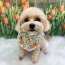 코지그루밍 이미지