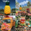 2020-03-0005 | 오키나와 3박4일여행 🍍나고 파인애플파크 농장 총정리 맵코드 오키나와 북부 여행