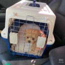 봄빛동물병원 이미지