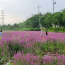 노랑꽃밭 이미지