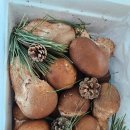 송이농장(1) | 설 선물 참송이버섯 구매 후기 송이버섯 향이 참송이 버섯에 가득! 살아있는 결 쫄깃한 식감