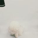 복실애견 이미지