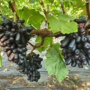 사파이어 이미지