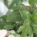 엽록소㈜ 이미지