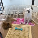 아롱펫샵 | #3)아롱,츄리의 행복한 일상👩🏻❤️🐶