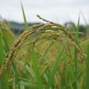 일람농장 이미지