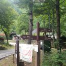 ♧ 홍천 은행나무숲,삼봉 자연휴양림 트레킹 이미지