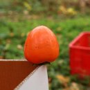 가을민박 이미지