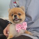 미용특공대 이미지